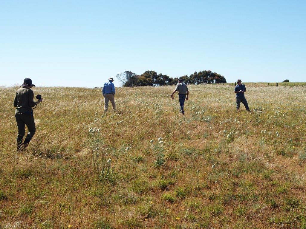Managing Grasslands and Grassy Woodlands in temperate Australia. Why we're  losing the battle. Part 2 - who cares? - Recreating the Country