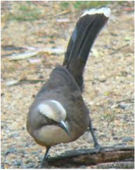 honeyeater regent babbler crowned populations growing grey story